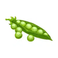Snap pea | Winter Vegetables Names in English