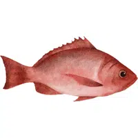 Snapper | Healthy Foods Names in English