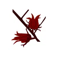 Sorrel | Winter Vegetables Names in English