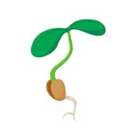 Soybean sprout | Summer Vegetables Names in English