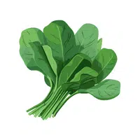 Spinach | Winter Vegetables Names in English