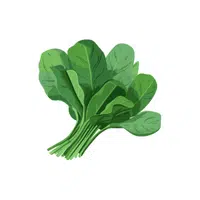 Spinach | Summer Vegetables Names in English