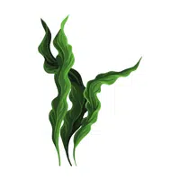 Spirulina | Healthy Foods Names in English
