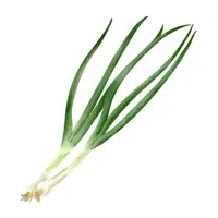 Spring onion | Summer Vegetables Names in English