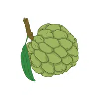 Sugar Apple | Tropical Fruits Names in English