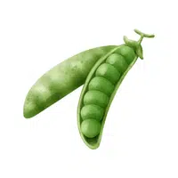Sugar pea | Winter Vegetables Names in English