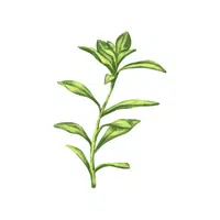 Summer savory