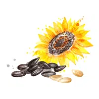 Sunflower Seeds