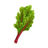 Swiss chard