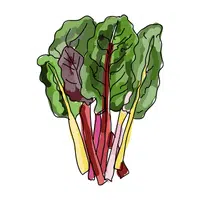 Swiss chard | Summer Vegetables Names in English