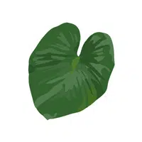 Taro leaves | Summer Vegetables Names in English