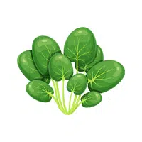 Tatsoi | Winter Vegetables Names in English