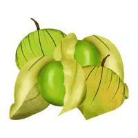 Tomatillo | Summer Vegetables Names in English