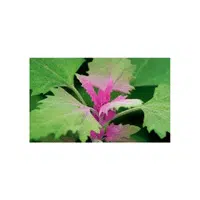 Tree spinach | Winter Vegetables Names in English