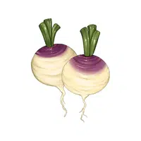 Turnip | Winter Vegetables Names in English