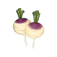 Turnip | Healthy Foods Names in English