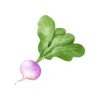 Turnip greens | Winter Vegetables Names in English
