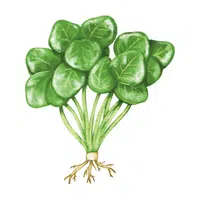 Watercress | Winter Vegetables Names in English