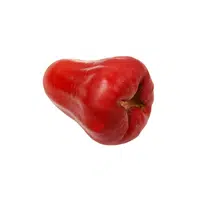 Wax Apple