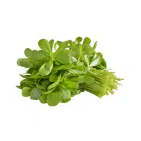 Winter purslane