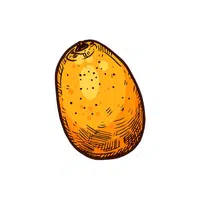 Yellow Mombin