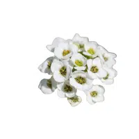 Alyssum | Summer Flowers Names in English