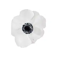 Anemone | Summer Flowers Names in English