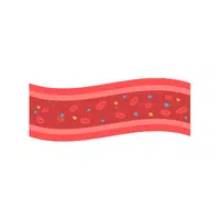 Artery | Woman Body Parts Names in English