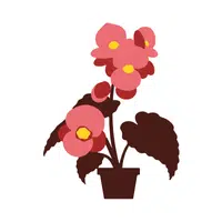 Begonia | Summer Flowers Names in English