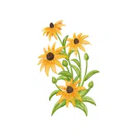 Black-eyed Susan