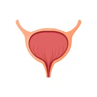 Bladder