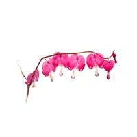 Bleeding Heart | Summer Flowers Names in English