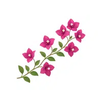 Bougainvillea