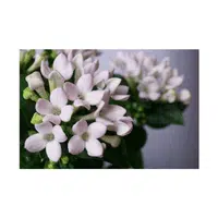 Bouvardia | Summer Flowers Names in English