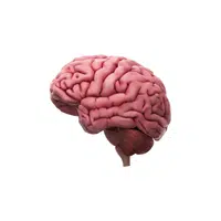 Brain | Woman Body Parts Names in English