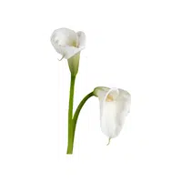 Calla Lily | Summer Flowers Names in English