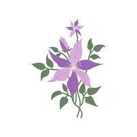 Clematis | Summer Flowers Names in English