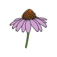 Coneflower | Summer Flowers Names in English