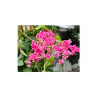 Coral Vine | Summer Flowers Names in English