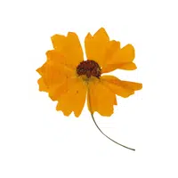 Coreopsis | Summer Flowers Names in English
