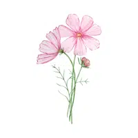 Cosmos | Summer Flowers Names in English