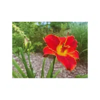 Daylily | Summer Flowers Names in English