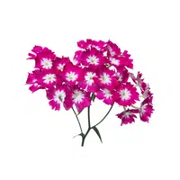 Dianthus | Summer Flowers Names in English