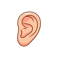 Ear | Woman Body Parts Names in English