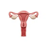 Fallopian Tube