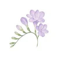 Freesia | Summer Flowers Names in English