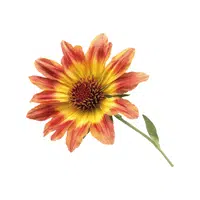 Gaillardia | Summer Flowers Names in English