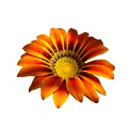 Gazania | Summer Flowers Names in English