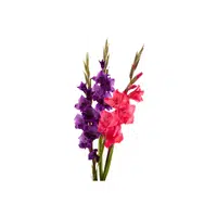 Gladiolus | Summer Flowers Names in English