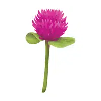 Globe Amaranth